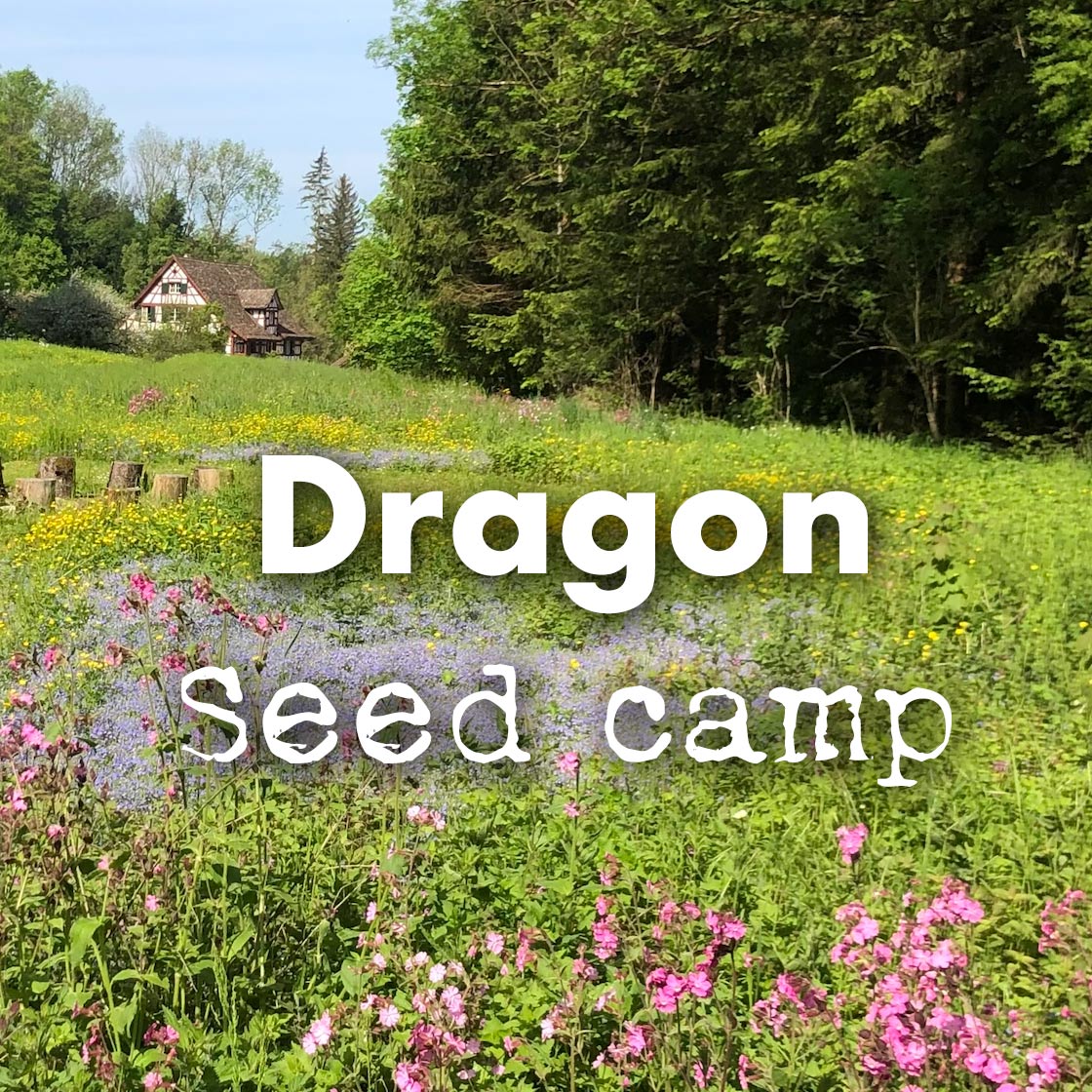dragon_seed_camp